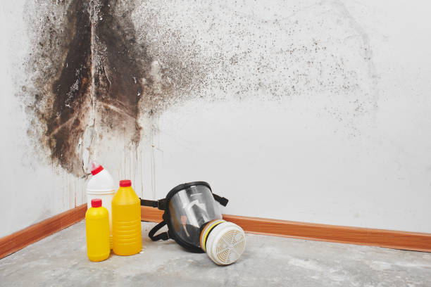 Best Mold Damage Repair  in Geneva, IL