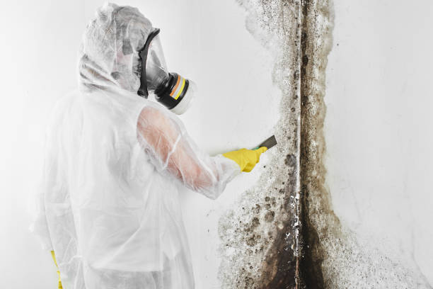 Trusted Geneva, IL Mold Removal Experts