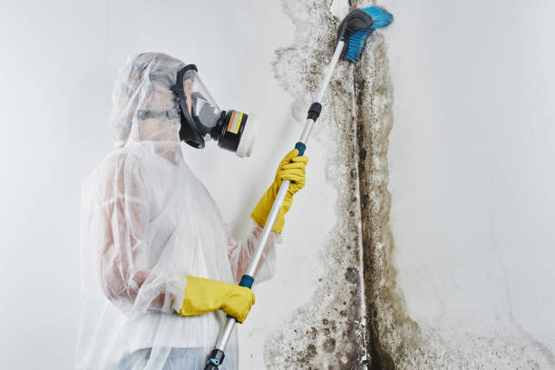 Best Residential Mold Removal  in Geneva, IL