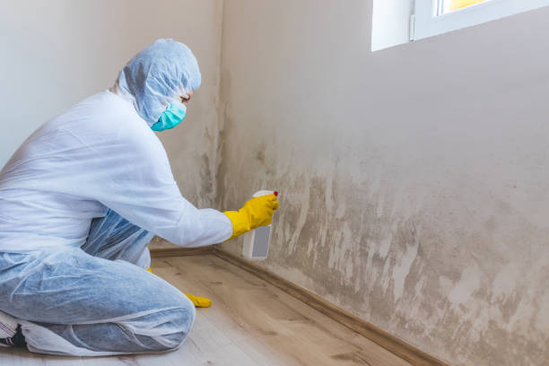 Best Attic Mold Removal  in Geneva, IL