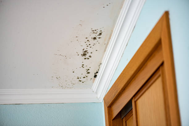 Best Emergency Mold Removal  in Geneva, IL