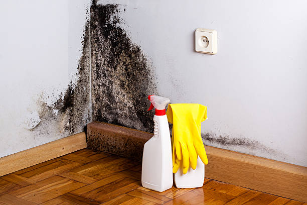 Mold Removal and Inspection in Geneva, IL