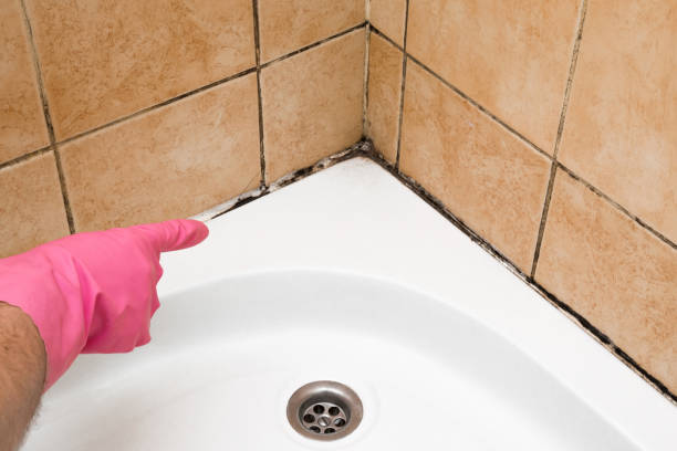 Mold Testing and Removal in Geneva, IL